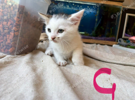 9 kittens ready for their new homes