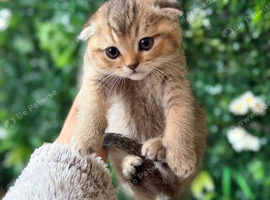 Beautiful Scottish fold Black Golden Chinchilla.