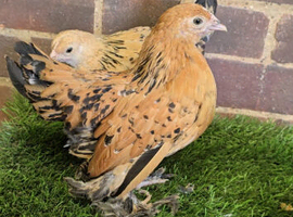 Sablepoot Pullet Growers