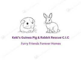 Keki's Guinea Pig Rescue