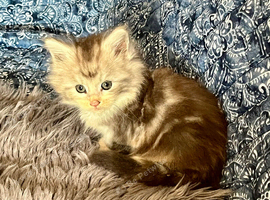 Maine Coon Kittens