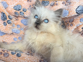 Beautiful Female Birman Kitten &ndash; 9 Weeks Old