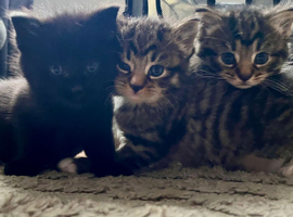 Kittens for sale