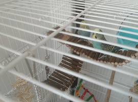 Budgie X2 Young male