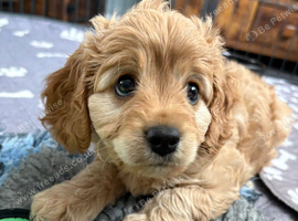 Cavapoo health tested parents