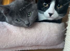 Two cats