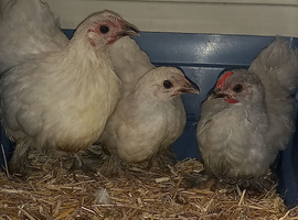 Lavender pekins