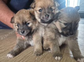Pomeranian puppies