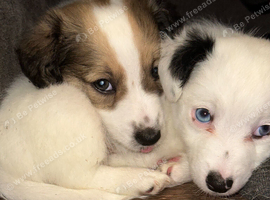 Long hair jack Russell puppy's