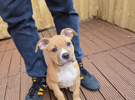 American bully