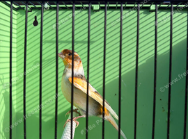 Canaries