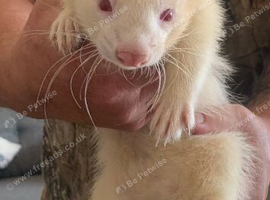 Ferret