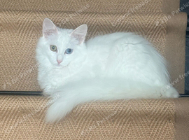 Female ragdoll 6 month old