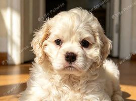 2 boys left cockerpoo f1b puppies