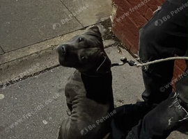 Blue Staffordshire