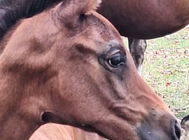 Beautiful Anglo Arab filly foal.