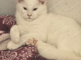 Maine coon boy needs a home