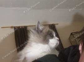 2 very pretty ragdoll sisters