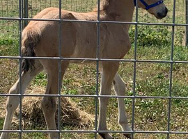 Outstanding dun welsh d colt foal.