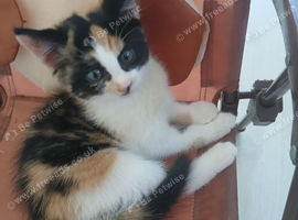 5 beautiful kittens