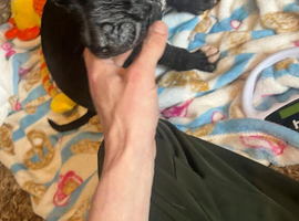 12 week old corso pups