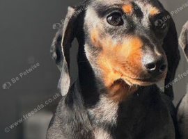 4 stunning girl dapple miniature dachshund puppies