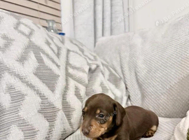 Miniature smooth haired dachshunds