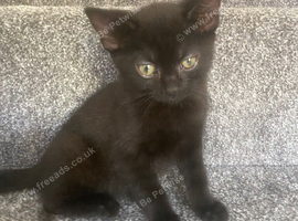 Kittens