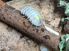 Armadillidium Vulgare Magic Potion 20 for &pound;25