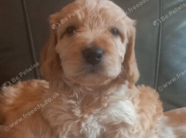 F1b cockapoo puppies