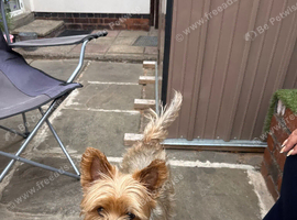 Yorkshire terrier bitch