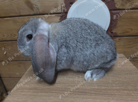 French lop bucks