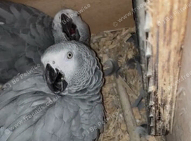 Pair of african greys