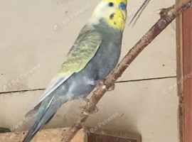 Rainbow budgies