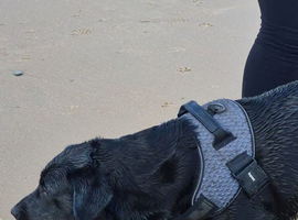 Looking for a stud to mate with my black dog