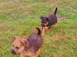 Jack Russell x Terrier