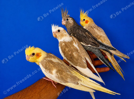 Super silly hand tamed baby cockatiels