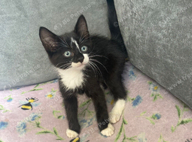 Last male kitten