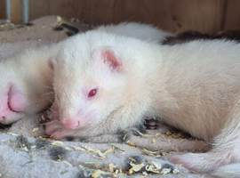Ferret kits ....