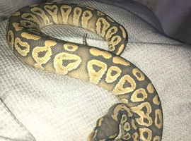 Orange Ghost Mojave Female