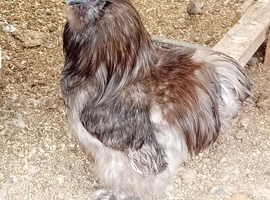 Male silkie chick