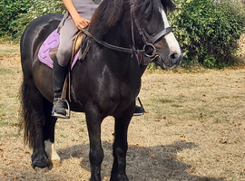 !13HH 12yr riding mare!