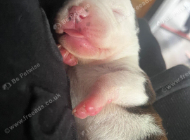 2 female puppy's