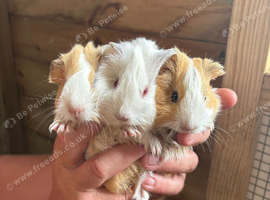 3 week old males x3