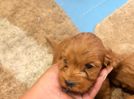 Beautiful Cockerpoo boys