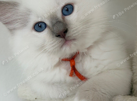 Ragdoll pure breed kittens  2 boys Ready now !!