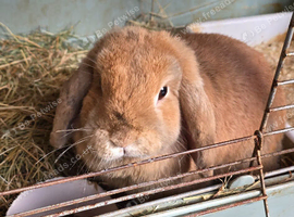Mini lop female