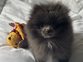 Tiny blue Pomeranian