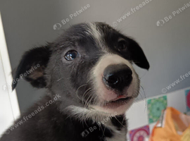 9 weeks female