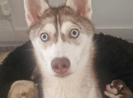 Syberian Husky ️ Last 2 beautiful puppies available!